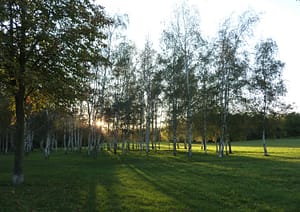 Birkenwäldchen im Park Leipzig-Dösen